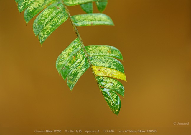 AF-Micro-Nikkor-200mm-f4-sample-image-01-648x459