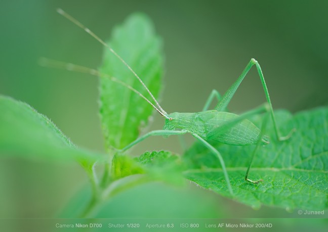 AF-Micro-Nikkor-200mm-f4-sample-image-03-648x459