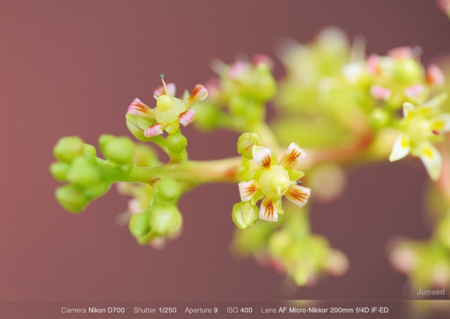 AF-Micro-Nikkor-200mm-f4-working-distance-01-648x459