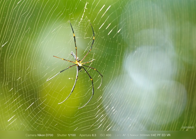 AF-S-Nikkor-300mm-f4E-PF-ED-VR-Sample-Image-1-648x459
