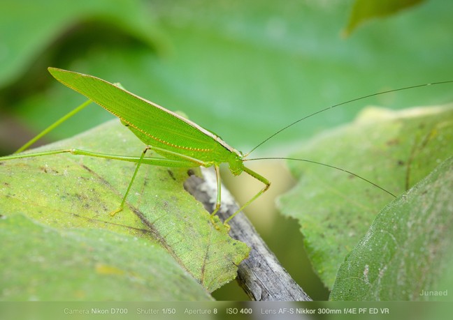 AF-S-Nikkor-300mm-f4E-PF-ED-VR-Sample-Image-2-648x459
