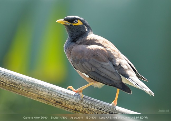 AF-S-Nikkor-300mm-f4E-PF-ED-VR-Sample-Image-3-648x459
