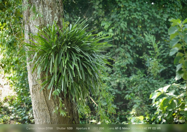 AF-S-Nikkor-300mm-f4E-PF-ED-VR-Sample-Image-4-648x459