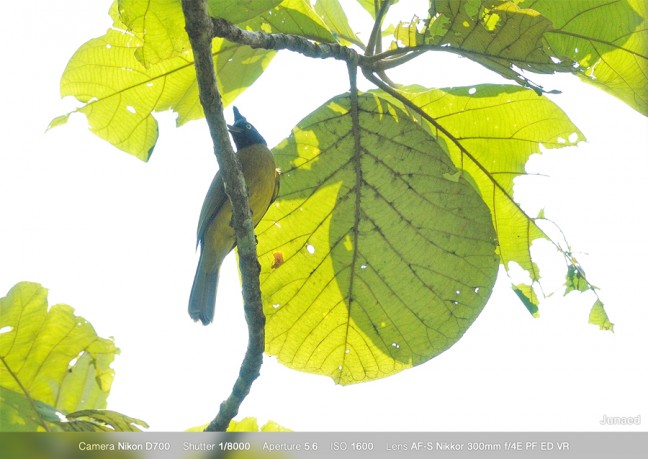 AF-S-Nikkor-300mm-f4E-PF-ED-VR-Sample-Image-6-648x459