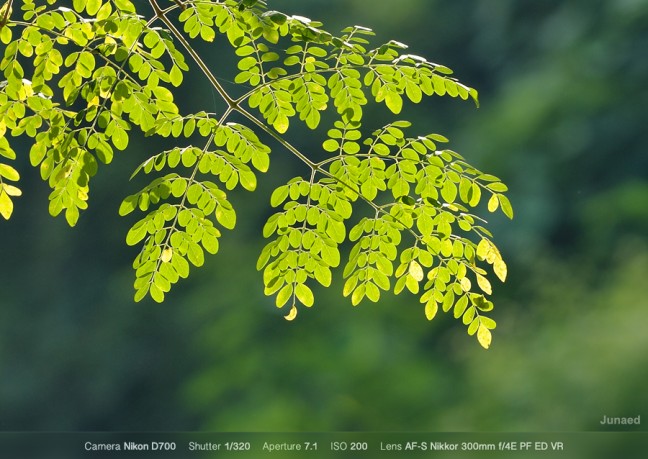 AF-S-Nikkor-300mm-f4E-PF-ED-VR-Sample-Image-7-648x459