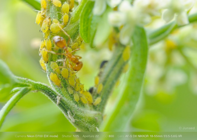 convert-18-55-lens-to-macro-03-648x459