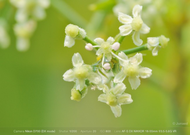 convert-normal-lens-to-macro-01-648x459