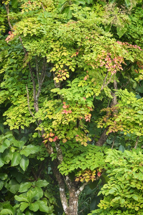 11  20190921_0759_JUN_1000_1500pix