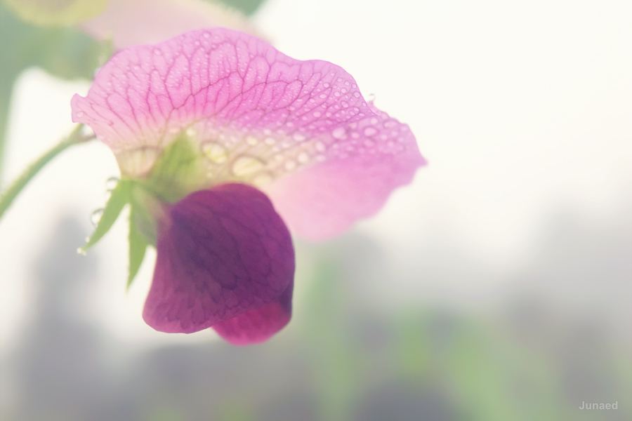 20180112_1056_IMG_0941_900pix RT