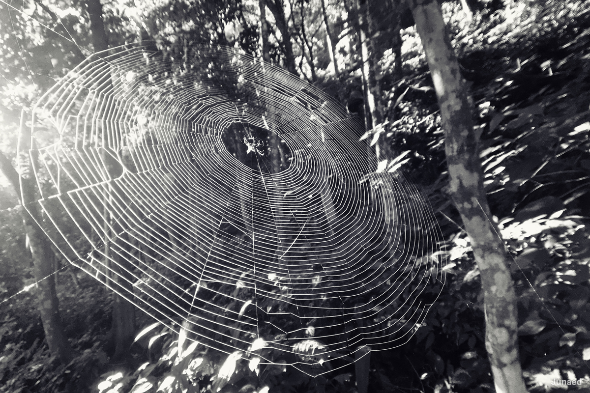 20181102_0748_IMG_9028-2_1200pix_RT