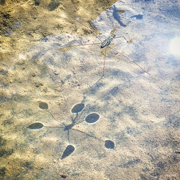 20181102_0925_IMG_9167-2_1200pix_RT