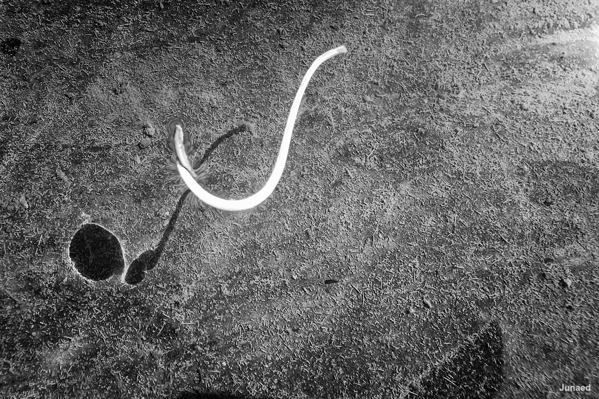 20181102_0928_IMG_9188-3_1200pix_RT