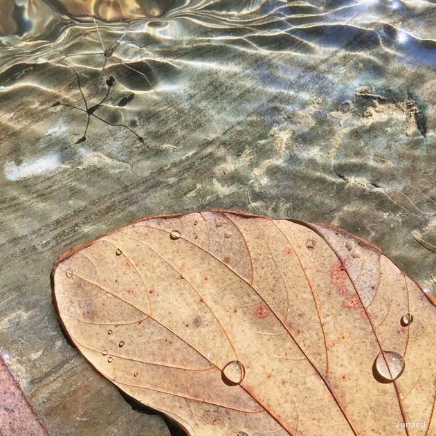 20181102_0933_IMG_9211-2_1200pix_RT