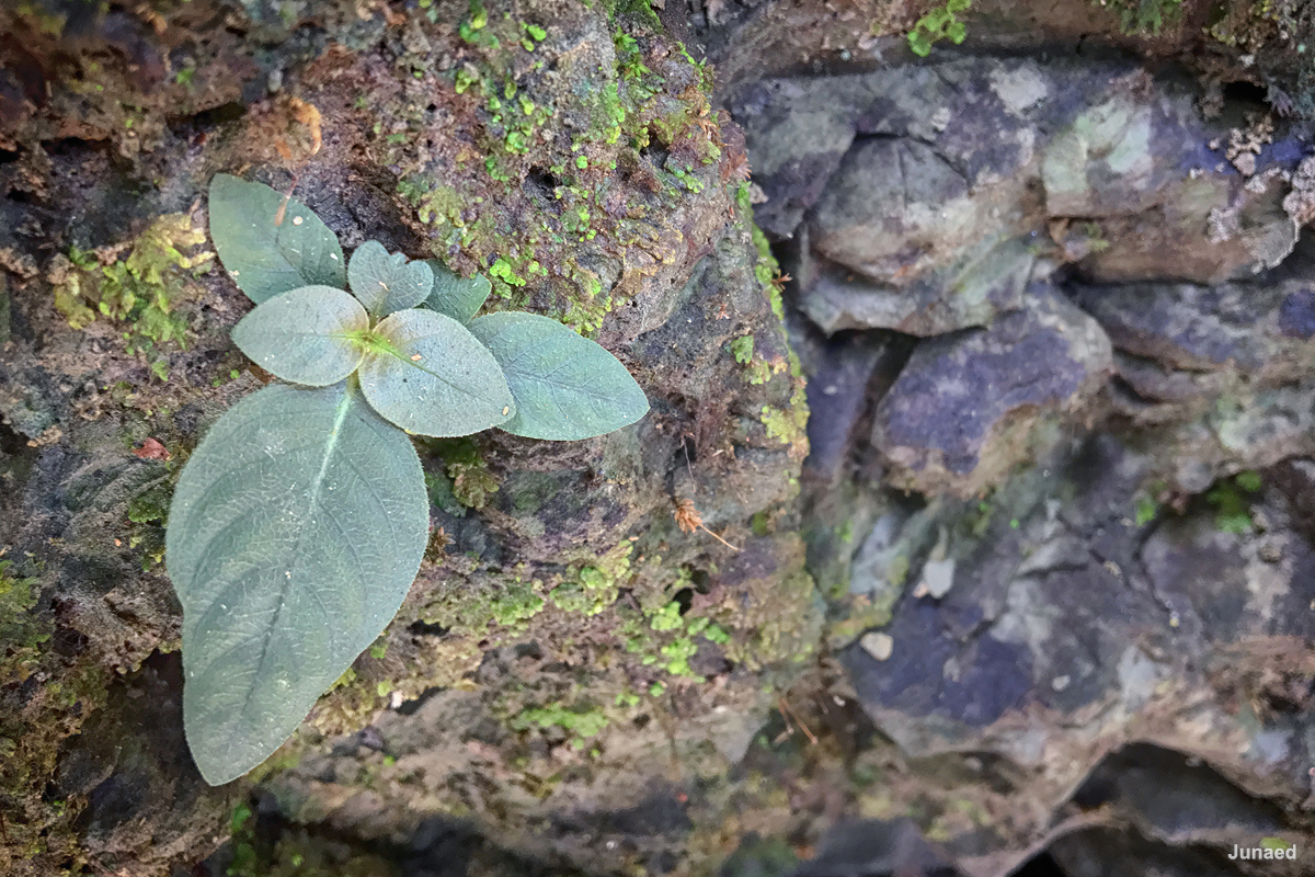 20181102_1215_IMG_9422-3_1200pix_RT