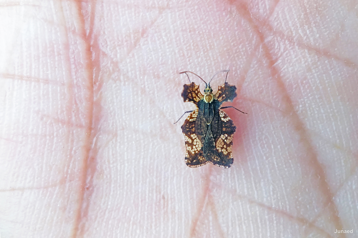 20181102_1651_IMG_9558-2_1200pix_RT