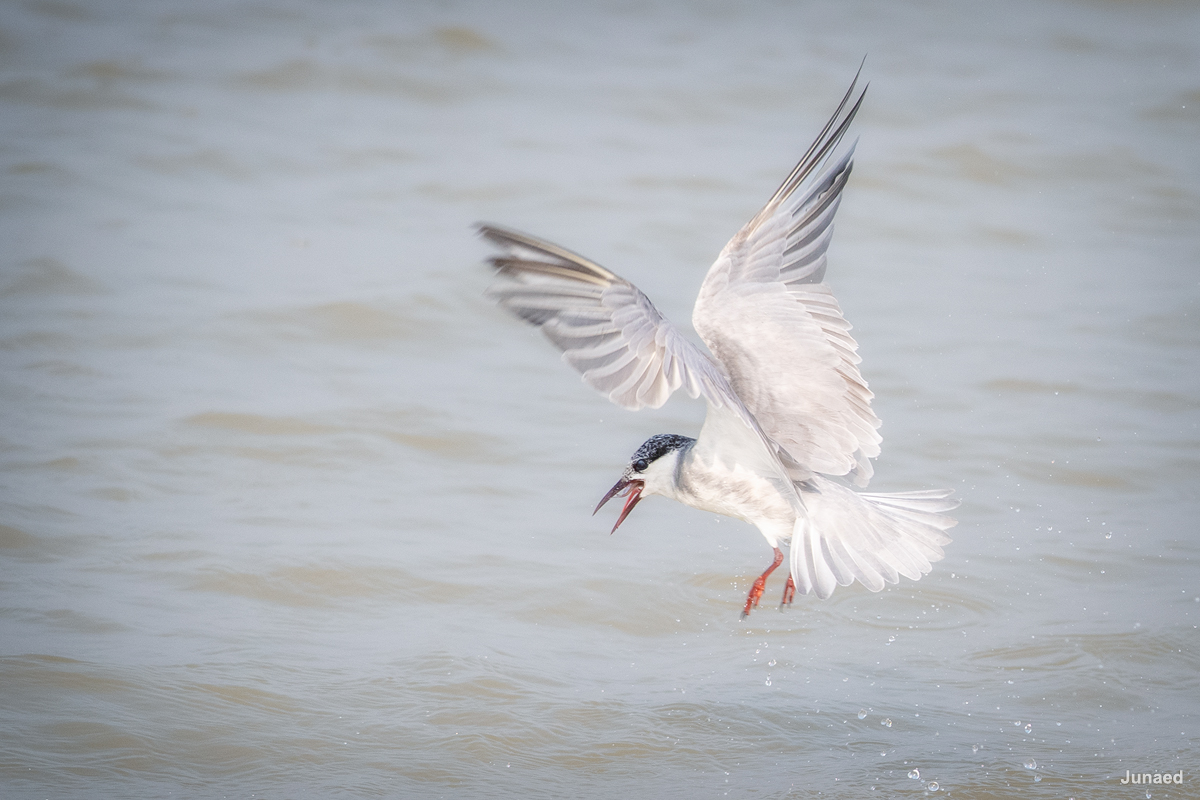 20200110_1440_JUN_5053_1200pix_RT