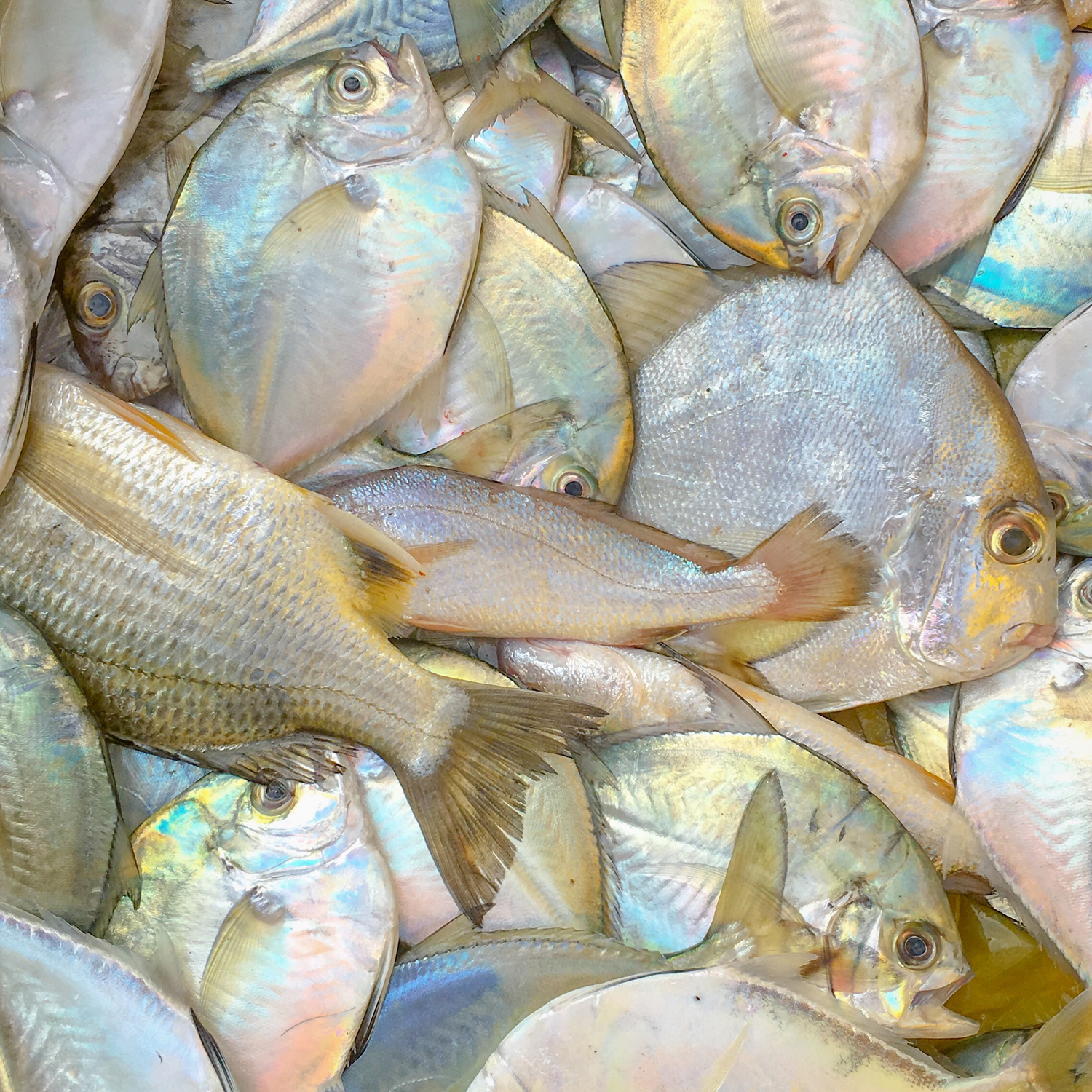 20200208_0745_IMG_E9854