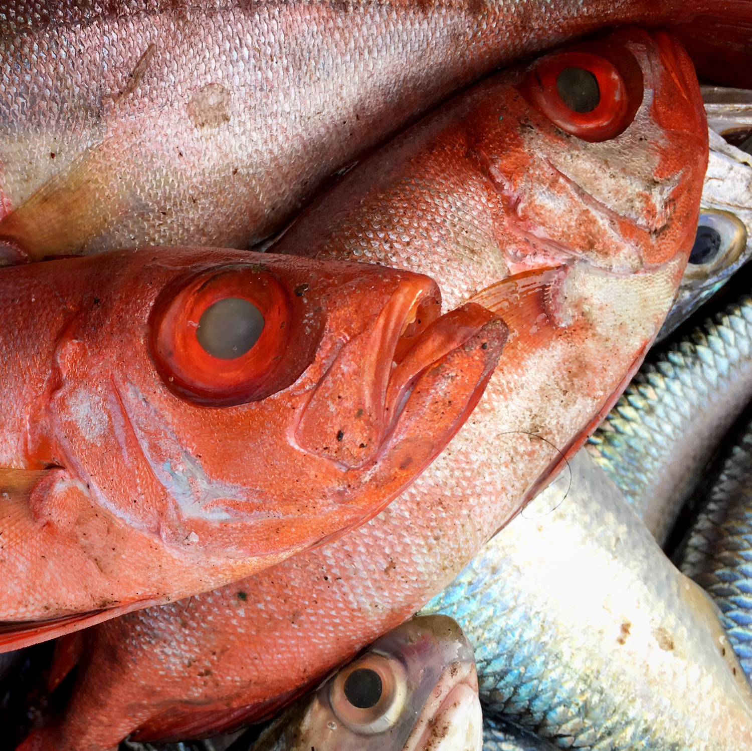 20200208_0745_IMG_E9856