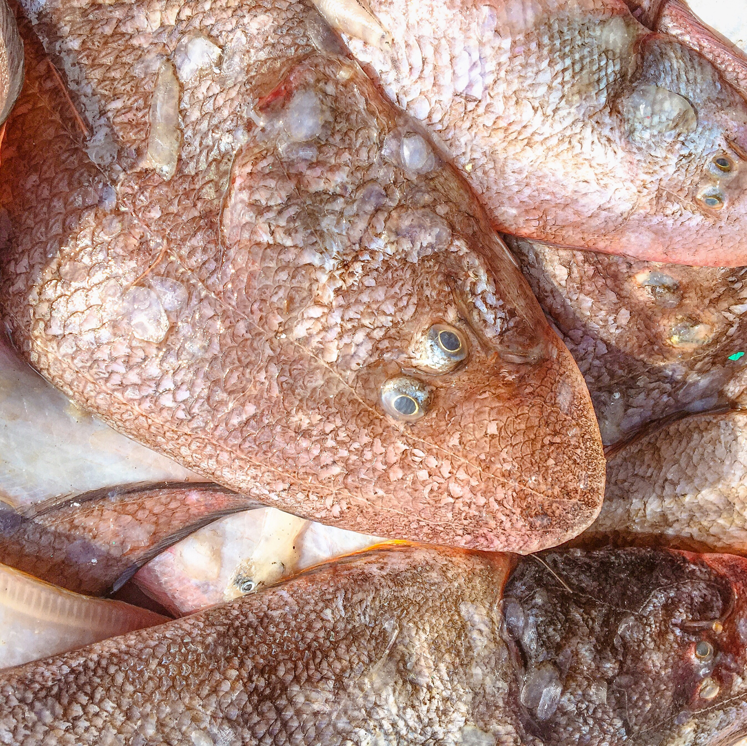 20200208_1339_IMG_E1284