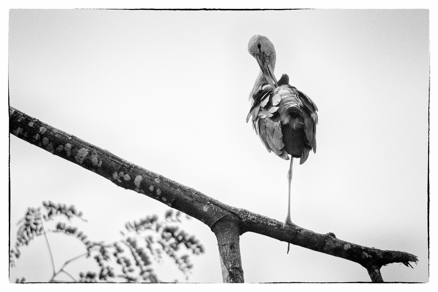 20200229_1020_JUN_7568_M1_15pix_V1