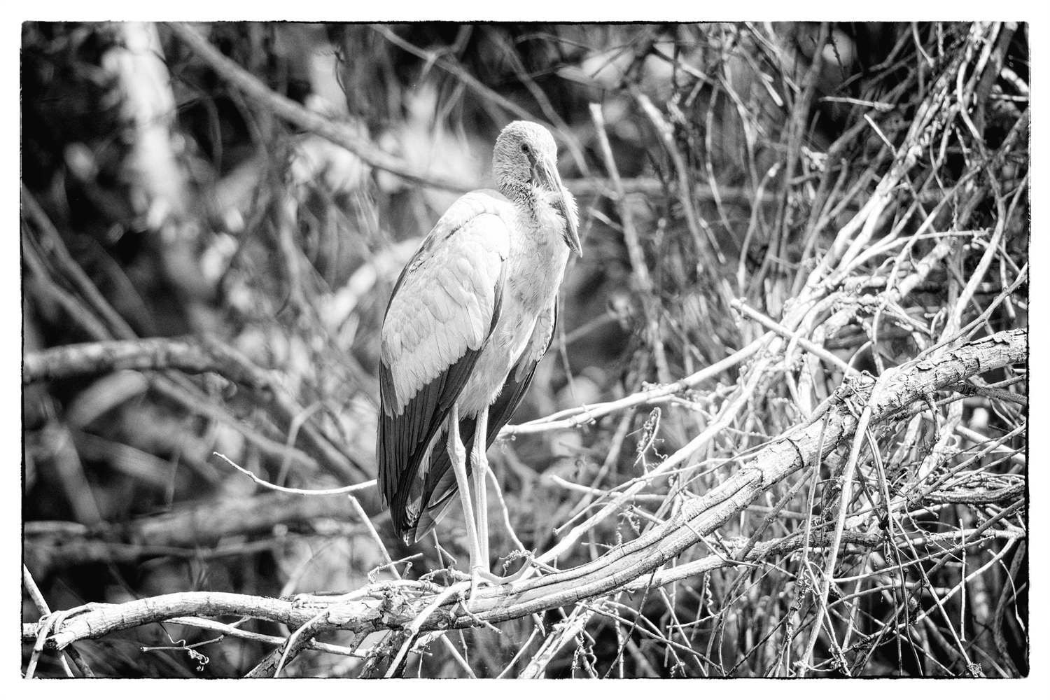 20200229_1036_JUN_7622_M1_15p_V1